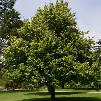 Липа сердцевидная  Липа сердцевидная в Томске