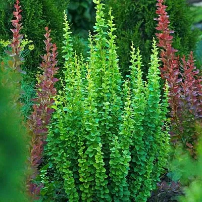 Барбарис ЭРЕКТА тунберга  Барбарис ЭРЕКТА тунберга в Томске