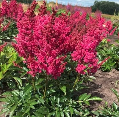 Астильба ЛАКИ ДЕЙ Арендса в Томске