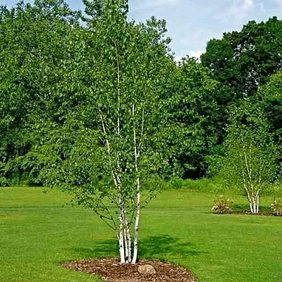 Береза бумажная в Томске