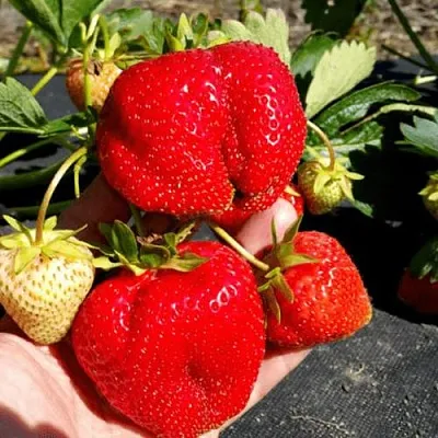 Клубника АПРИКА  Клубника АПРИКА в Томске