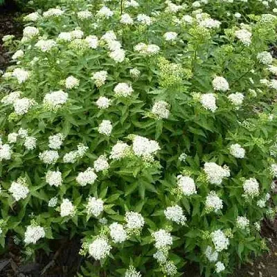 Спирея АЛЬБИФЛОРА японская  Спирея АЛЬБИФЛОРА японская в Томске