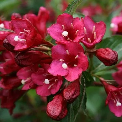 Вейгела ЕВА РАТКЕ  Вейгела ЕВА РАТКЕ в Томске