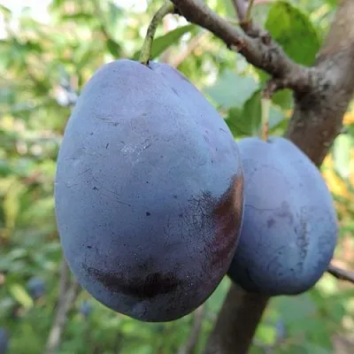 Слива АМЕРС  Слива АМЕРС в Томске