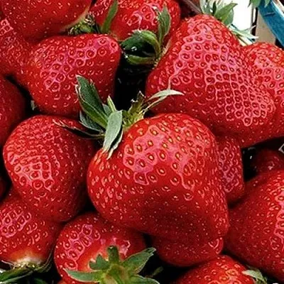 Клубника КЛЕРИ  Клубника КЛЕРИ в Томске