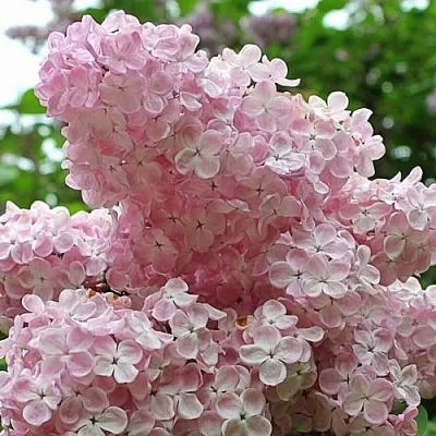 Сирень ВЕЧЕРНИЙ ЗВОН  Сирень ВЕЧЕРНИЙ ЗВОН в Томске