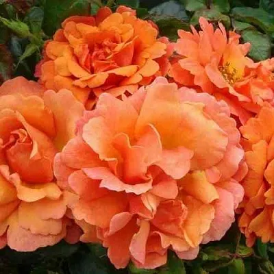 Саженцы роз БРИДЖ ОФ САЙЗ плетистая  Саженцы роз БРИДЖ ОФ САЙЗ плетистая в Томске