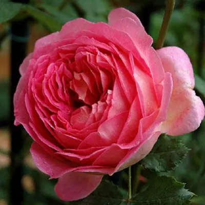 Саженцы роз ДЖУБИЛИ СЕЛЕБРЕЙШН английская в Томске