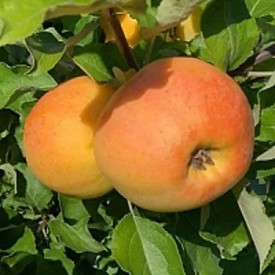 Яблоня АНТОНОВКА ЗОЛОТАЯ  Яблоня АНТОНОВКА ЗОЛОТАЯ в Томске