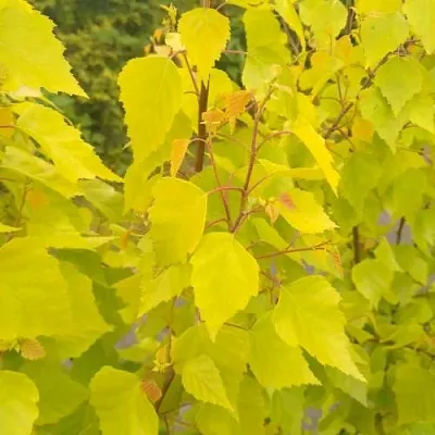 Берёза ГОЛДЕН ОБЕЛИСК повислая   Берёза ГОЛДЕН ОБЕЛИСК повислая  в Томске