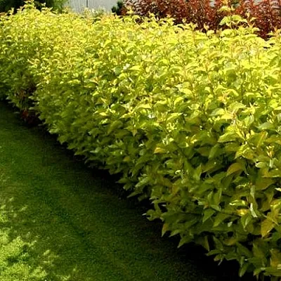 Комплект ДАРТС ГОЛД в Томске