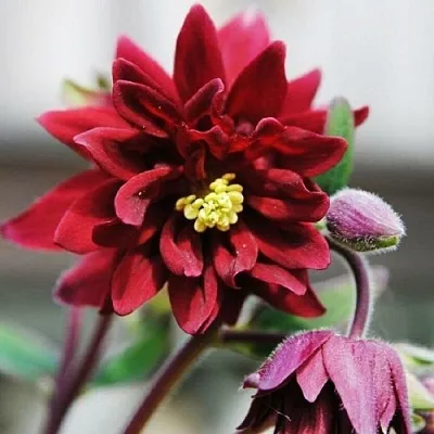 Аквилегия РУБИ ПОРТ обыкновенная в Томске