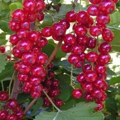 Смородина красная ПУРПУРНАЯ  Смородина красная ПУРПУРНАЯ в Томске