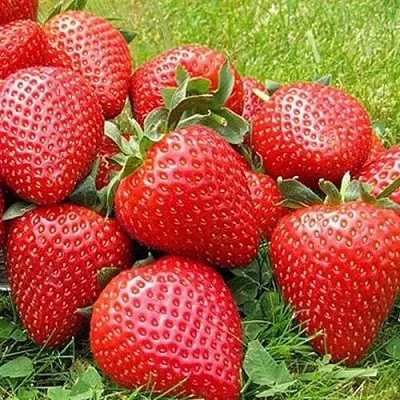 Клубника ЭЛИАНЕ  Клубника ЭЛИАНЕ в Томске