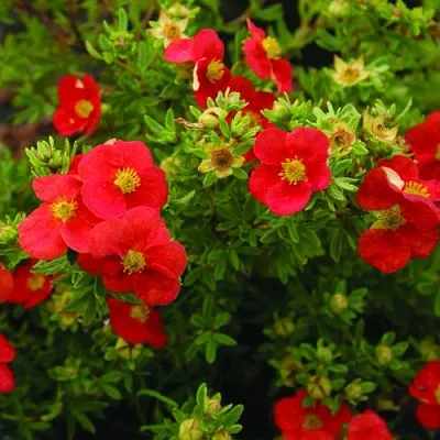 Лапчатка РЕД АЙС кустарниковая  Лапчатка РЕД АЙС кустарниковая в Томске