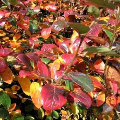 Кизильник блестящий в Томске