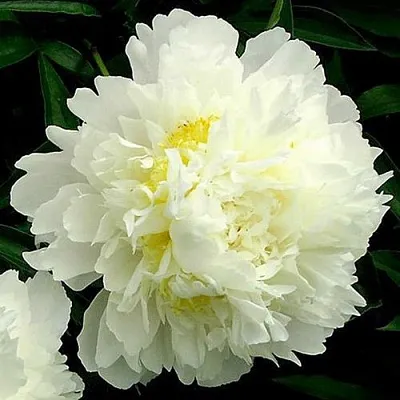 Пион ЗОЛОТОЙ ОРЕОЛ травянистый в Томске