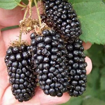 Ежевика ЛОХ НЕСС бесшипная  Ежевика ЛОХ НЕСС бесшипная в Томске