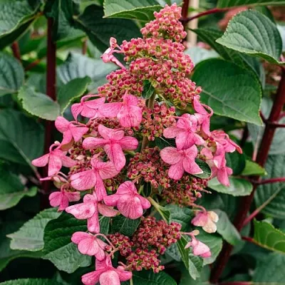 Гортензия ИНФИНИТИ метельчатая в Томске