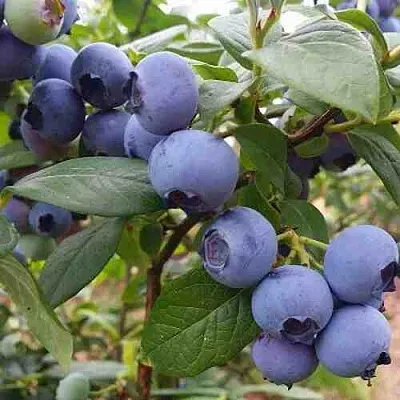 Голубика ХАРРИСОН  Голубика ХАРРИСОН в Томске