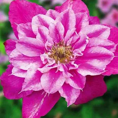 Клематис МАЙ ДАРЛИНГ   Клематис МАЙ ДАРЛИНГ  в Томске