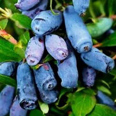 Жимолость съедобная ВОЛХОВА  Жимолость съедобная ВОЛХОВА в Томске