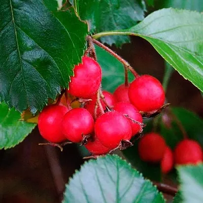 Боярышник ЛЮДМИЛ  Боярышник ЛЮДМИЛ в Томске