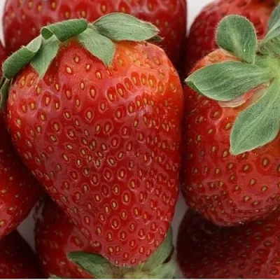 Клубника ФЛАМИНИЯ  Клубника ФЛАМИНИЯ в Томске