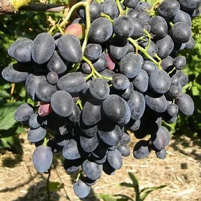 Виноград НАДЕЖДА АЗОС  Виноград НАДЕЖДА АЗОС в Томске