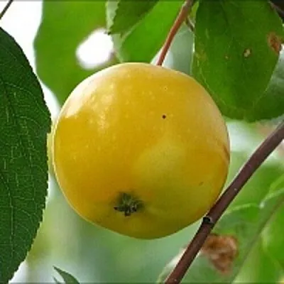 Яблоня КИТАЙКА ЖЁЛТАЯ колонновидная  Яблоня КИТАЙКА ЖЁЛТАЯ колонновидная в Томске