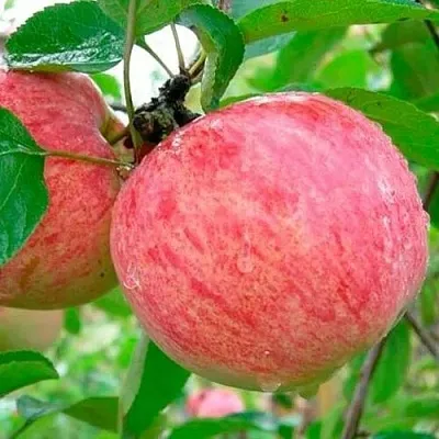 Яблоня КОРИЧНОЕ ПОЛОСАТОЕ  Яблоня КОРИЧНОЕ ПОЛОСАТОЕ в Томске