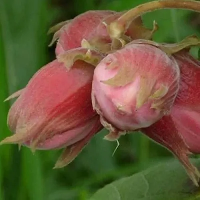 Фундук АКАДЕМИК ЯБЛОКОВ  Фундук АКАДЕМИК ЯБЛОКОВ в Томске