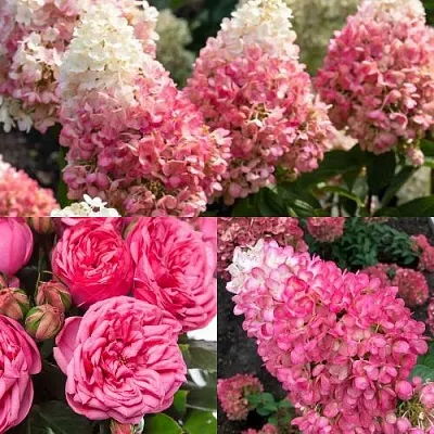 Комплект МАЛИНОВЫЙ ДЕСЕРТ в Томске