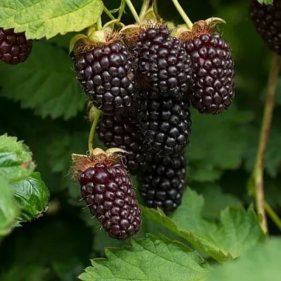 Ежемалина  Ежемалина в Томске