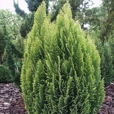 Кипарисовик ЭЛВУДИ ЭМПАЙР лавсана в Томске