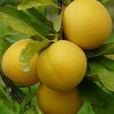 Слива СОЛНЫШКО  Слива СОЛНЫШКО в Томске