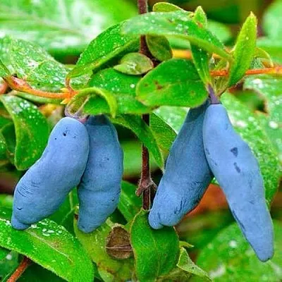 Жимолость съедобная МОРЕНА  Жимолость съедобная МОРЕНА в Томске