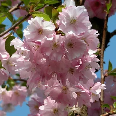 Вишня АККОЛЕЙД цветущая в Томске