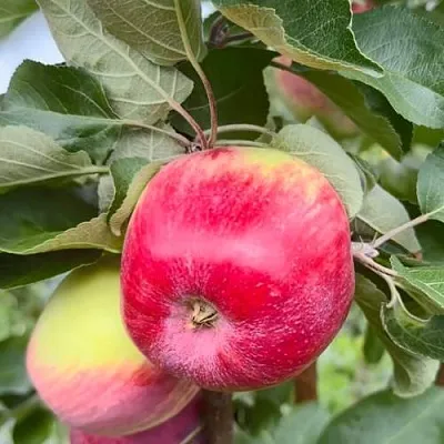 Яблоня АРБАТ колонновидная  Яблоня АРБАТ колонновидная в Томске