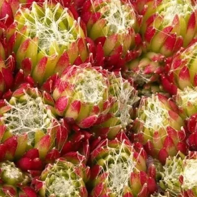 Молодило ХУКЕРА — описание сорта Молодило ХУКЕРА в Томске