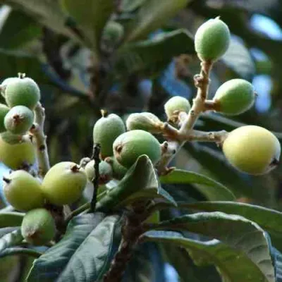 МУШМУЛА  — описание сорта МУШМУЛА  в Томске