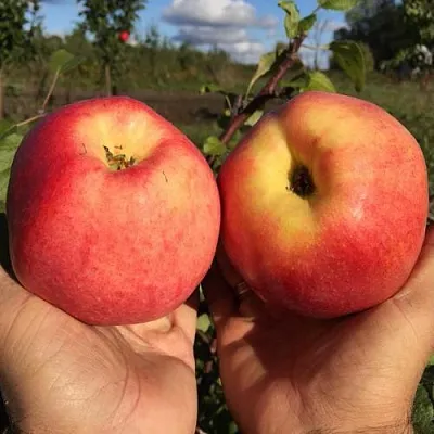 Яблоня КОВРОВОЕ стелющаяся  Яблоня КОВРОВОЕ стелющаяся в Томске