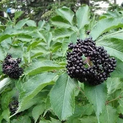 Бузина черная КЛАДЗЕЗЬ  Бузина черная КЛАДЗЕЗЬ в Томске