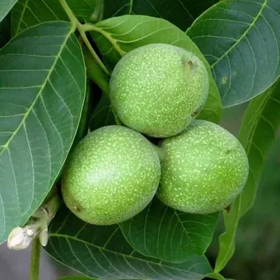 Грецкий орех ЮРИЙ ГАГАРИН  Грецкий орех ЮРИЙ ГАГАРИН в Томске