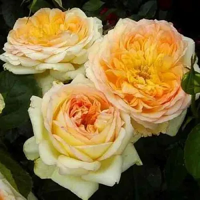 Саженцы роз АЛЬФОНС ДОДЕ чайно-гибридная  Саженцы роз АЛЬФОНС ДОДЕ чайно-гибридная в Томске