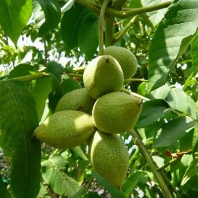 Маньчжурский орех   Маньчжурский орех  в Томске