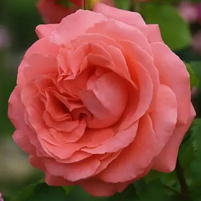 Саженцы роз ДИДИ БРИДЖУОТЕР плетистая  Саженцы роз ДИДИ БРИДЖУОТЕР плетистая в Томске