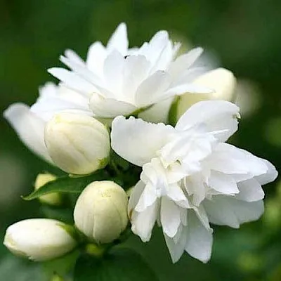 Жасмин ШНЕЕШТРУМ  Жасмин ШНЕЕШТРУМ в Томске