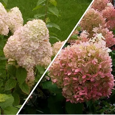 Комплект НЕЖНЫЕ ЧУВСТВА в Томске