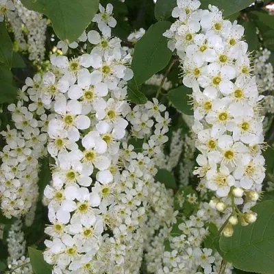 Черемуха САМОПЛОДНАЯ  Черемуха САМОПЛОДНАЯ в Томске